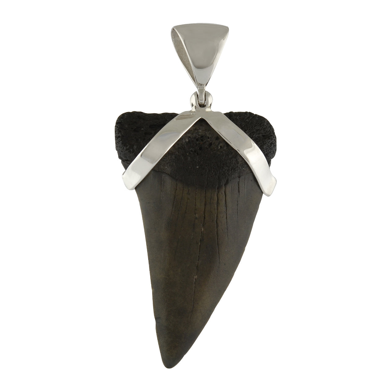 Starborn Dark Fossil Shark Tooth Pendant in Sterling Silver