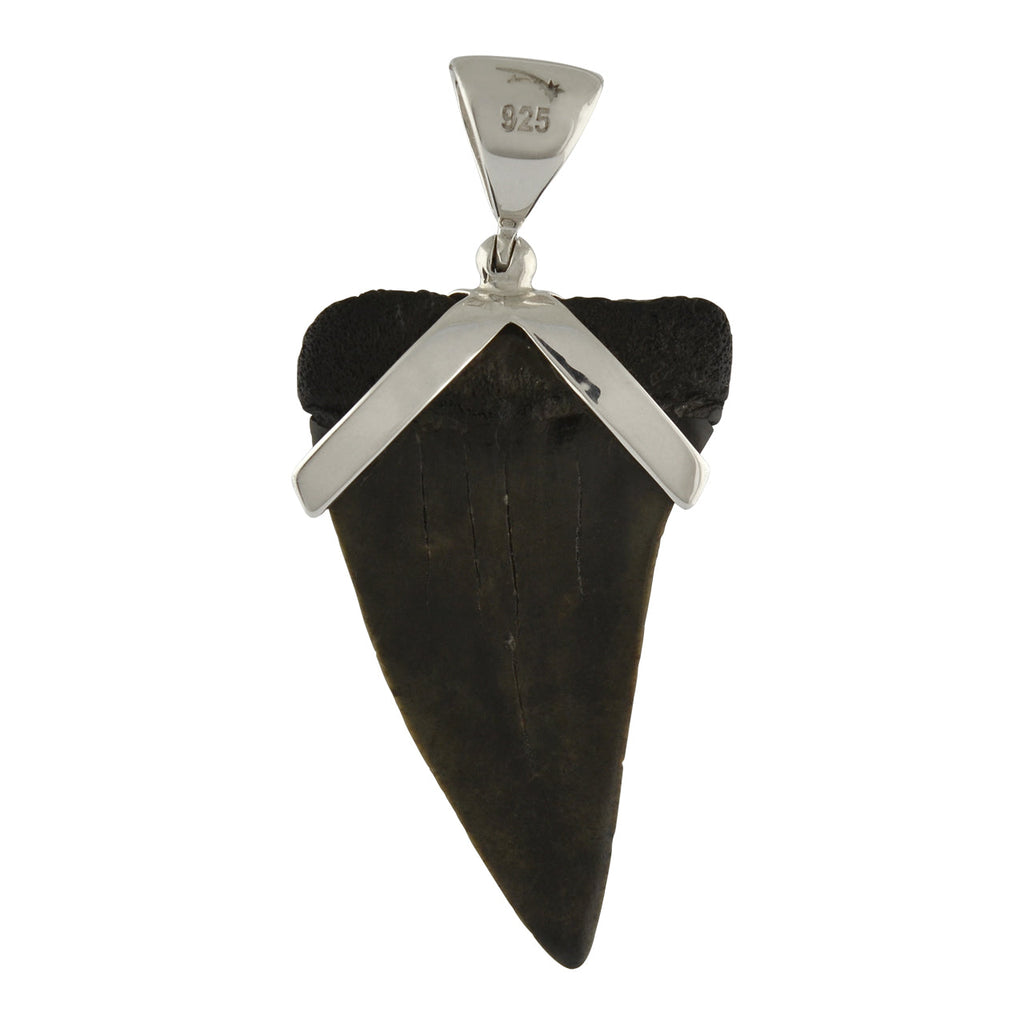Starborn Dark Fossil Shark Tooth Pendant in Sterling Silver