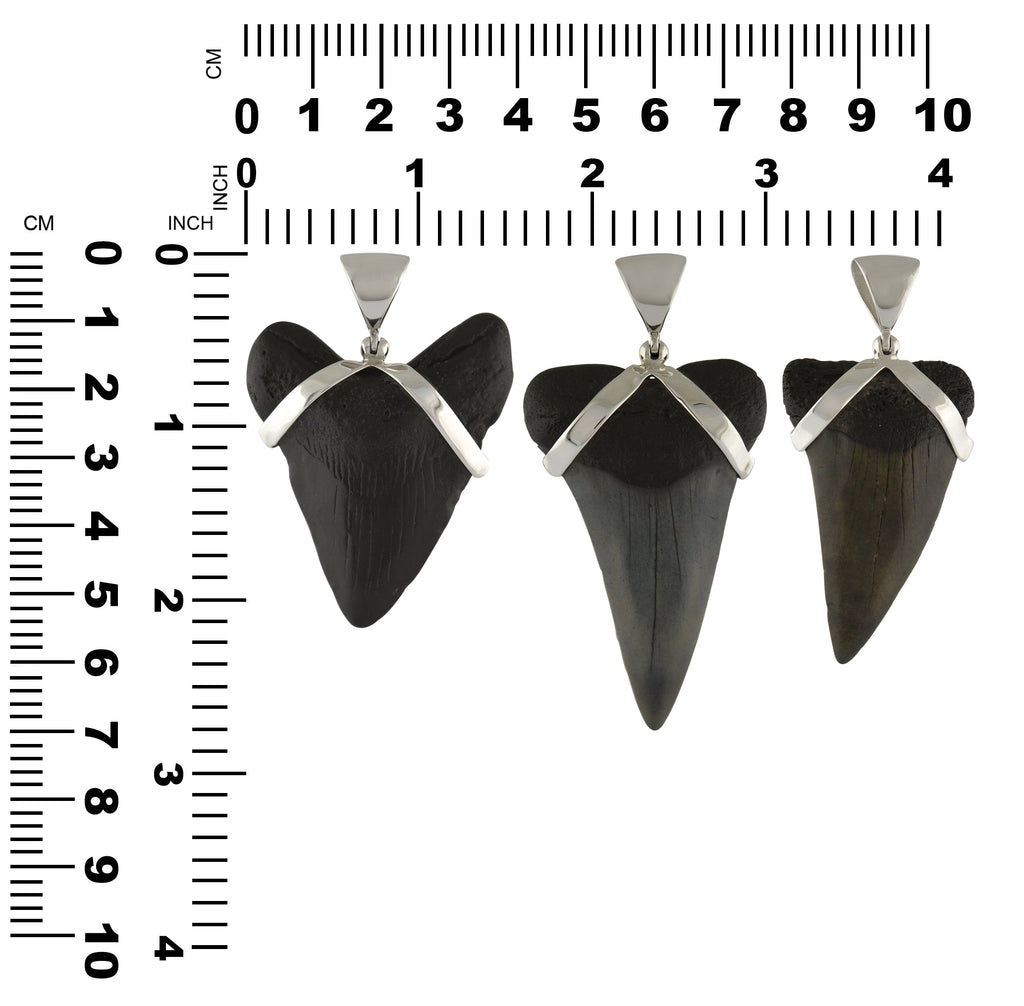 Starborn Dark Fossil Shark Tooth Pendant in Sterling Silver