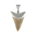 Starborn Light Fossil Shark Tooth Cap Set Pendant in Sterling Silver