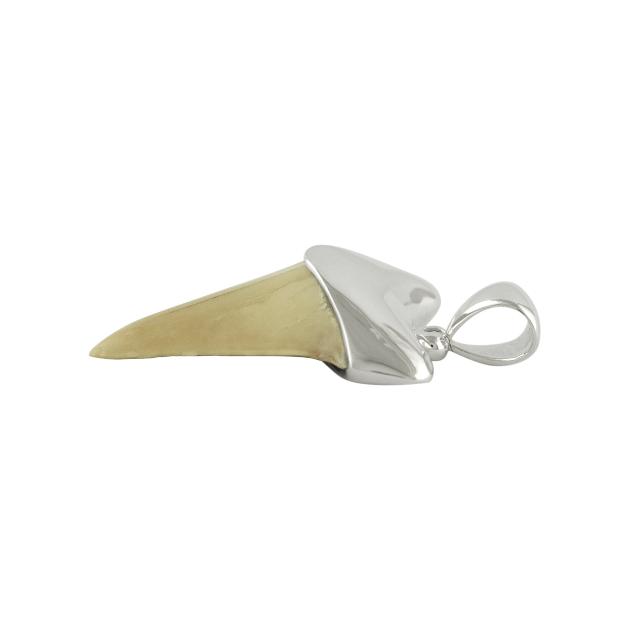 Starborn Light Fossil Shark Tooth Cap Set Pendant in Sterling Silver