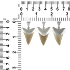 Starborn Light Fossil Shark Tooth Cap Set Pendant in Sterling Silver
