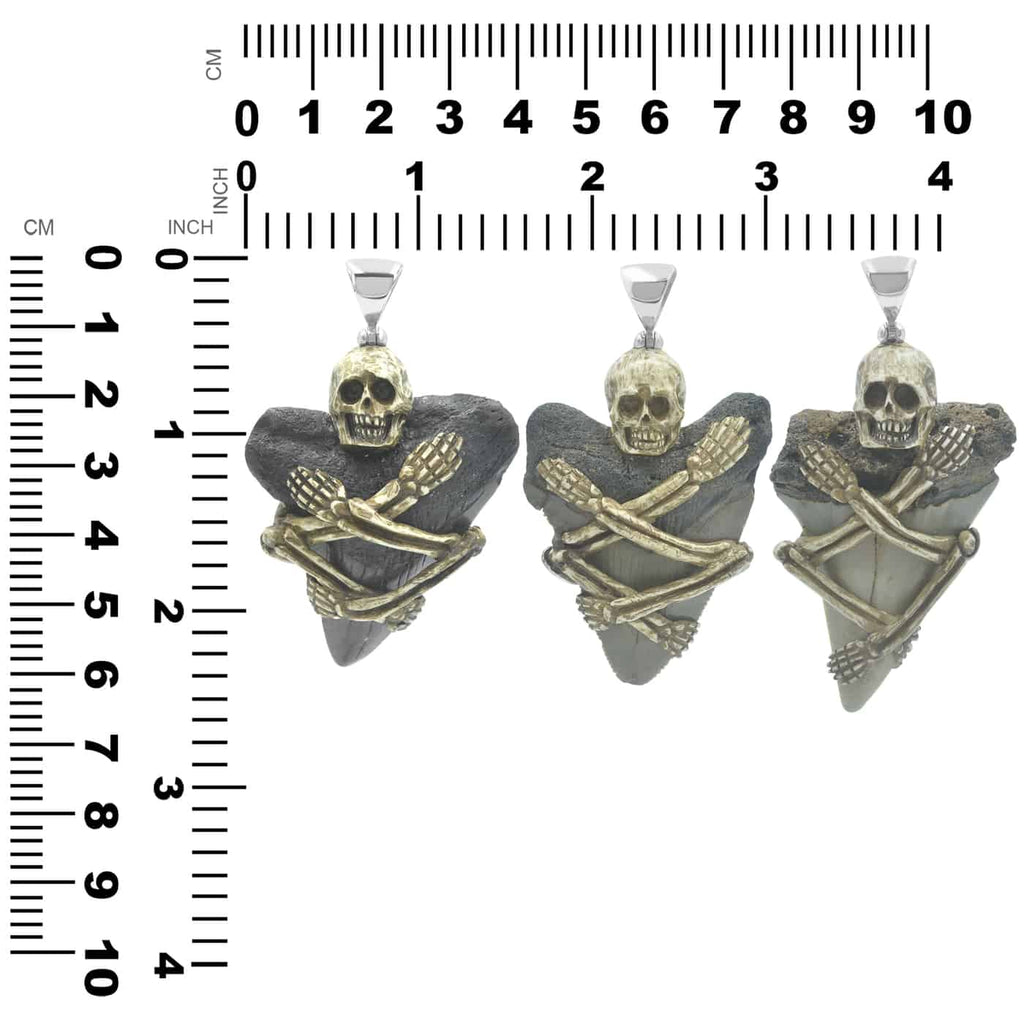 Starborn Fossilized Shark Tooth Pendant with Decorative Skeleton Carving