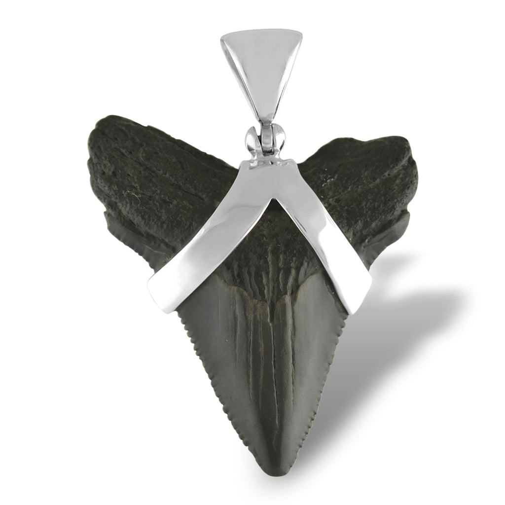Starborn Dark Fossil Shark Tooth Pendant in Sterling Silver