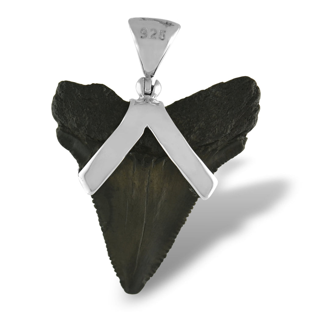 Starborn Dark Fossil Shark Tooth Pendant in Sterling Silver