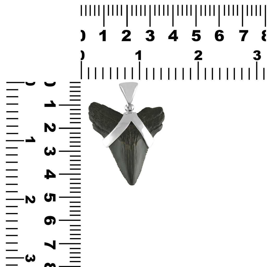 Starborn Dark Fossil Shark Tooth Pendant in Sterling Silver