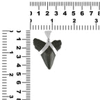Starborn Dark Fossil Shark Tooth Pendant in Sterling Silver