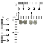 Starborn Fossil Sea Urchin Post Earrings in Sterling Silver