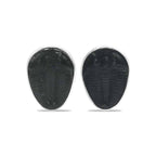 Starborn Fossil Trilobite Post Earrings in Sterling Silver