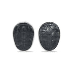 Starborn Fossil Trilobite Post Earrings in Sterling Silver
