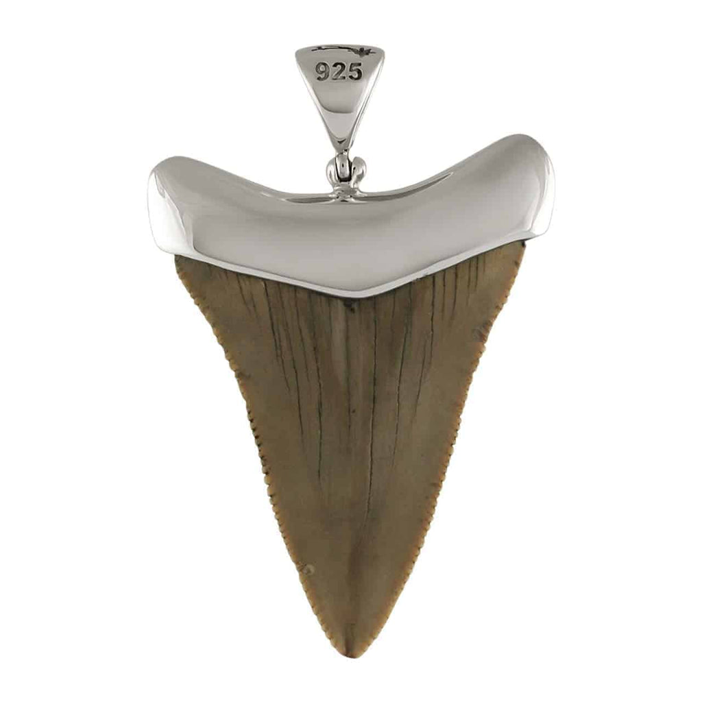 Starborn Fossilized Great White Shark Tooth Cap Set Pendant in Sterling Silver