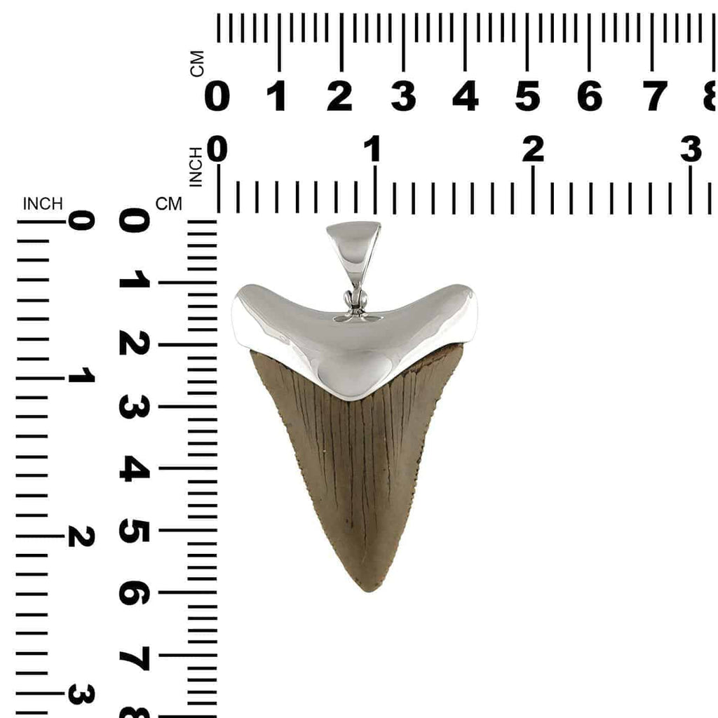 Starborn Fossilized Great White Shark Tooth Cap Set Pendant in Sterling Silver