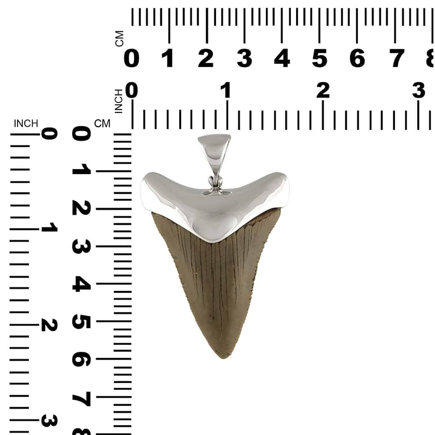 Starborn Fossilized Great White Shark Tooth Cap Set Pendant in Sterling Silver