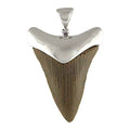 Starborn Fossilized Great White Shark Tooth Cap Set Pendant in Sterling Silver