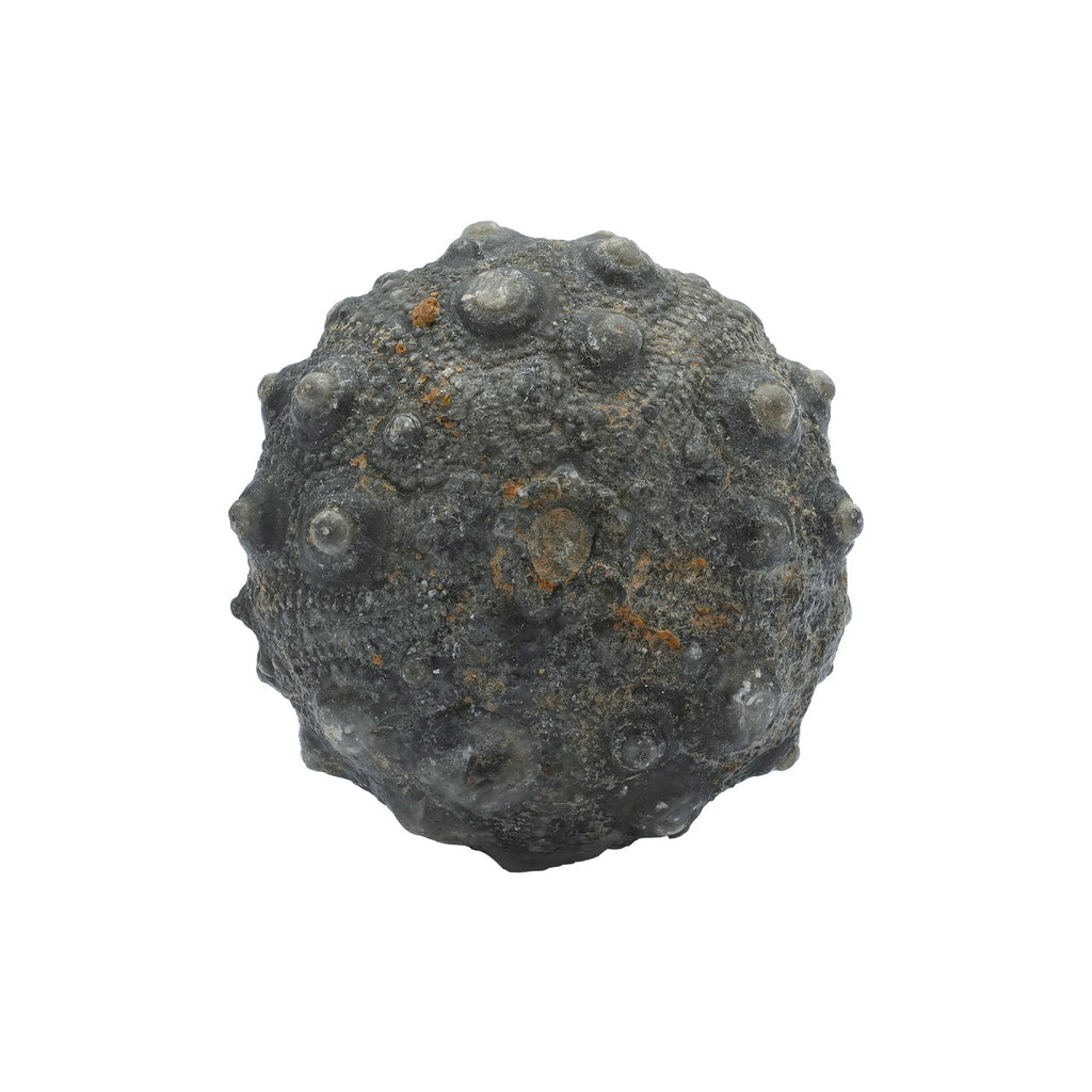 Starborn Fossil Sea Urchin 175cts - 1 Piece