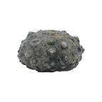 Starborn Fossil Sea Urchin 175cts - 1 Piece