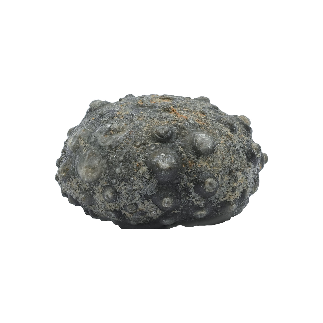 Starborn Fossil Sea Urchin 175cts - 1 Piece