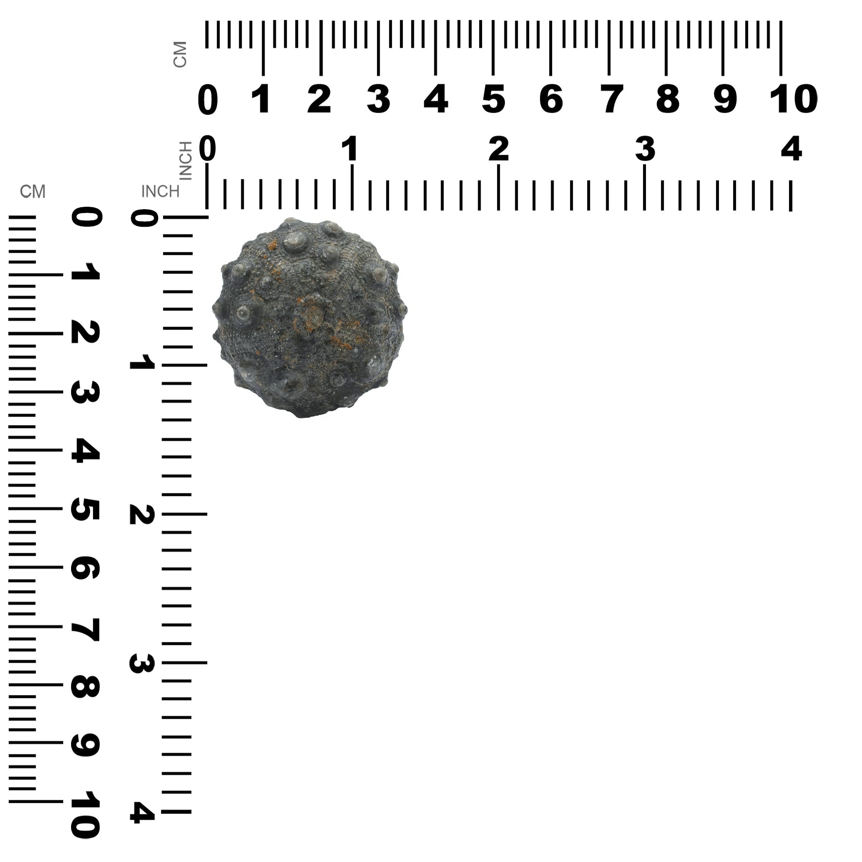 Starborn Fossil Sea Urchin 175cts - 1 Piece